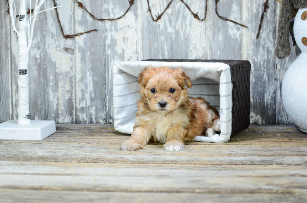 Morkie Puppy for Adoption