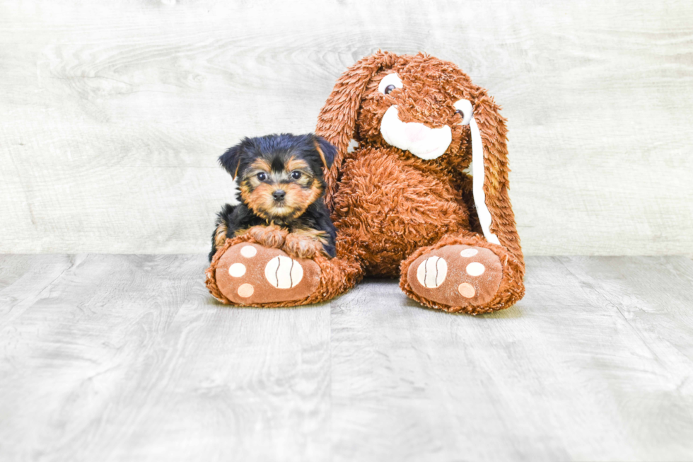 Meet Goldie - our Yorkshire Terrier Puppy Photo 