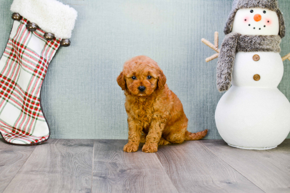 Best Mini Goldendoodle Baby