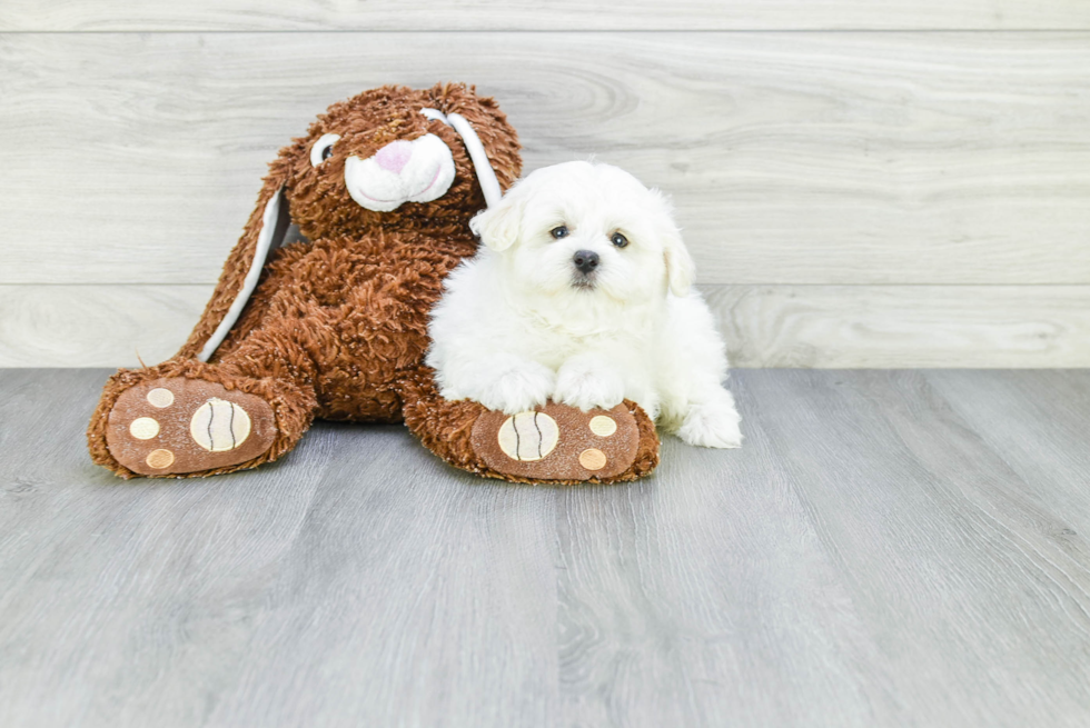 Maltipoo Pup Being Cute