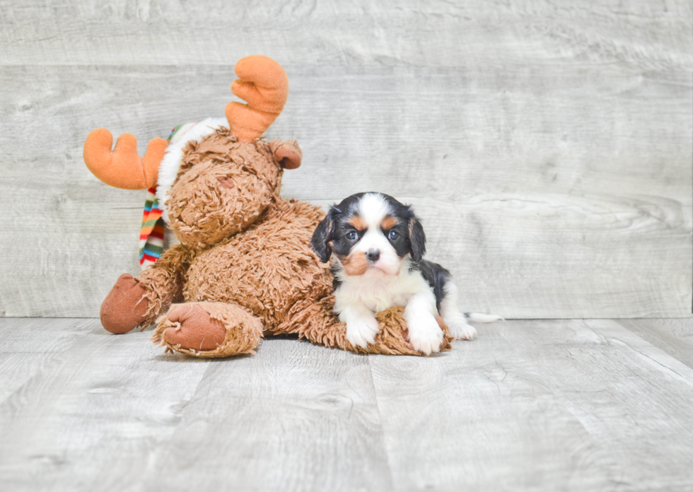 Fluffy Cavalier King Charles Spaniel Purebred Puppy