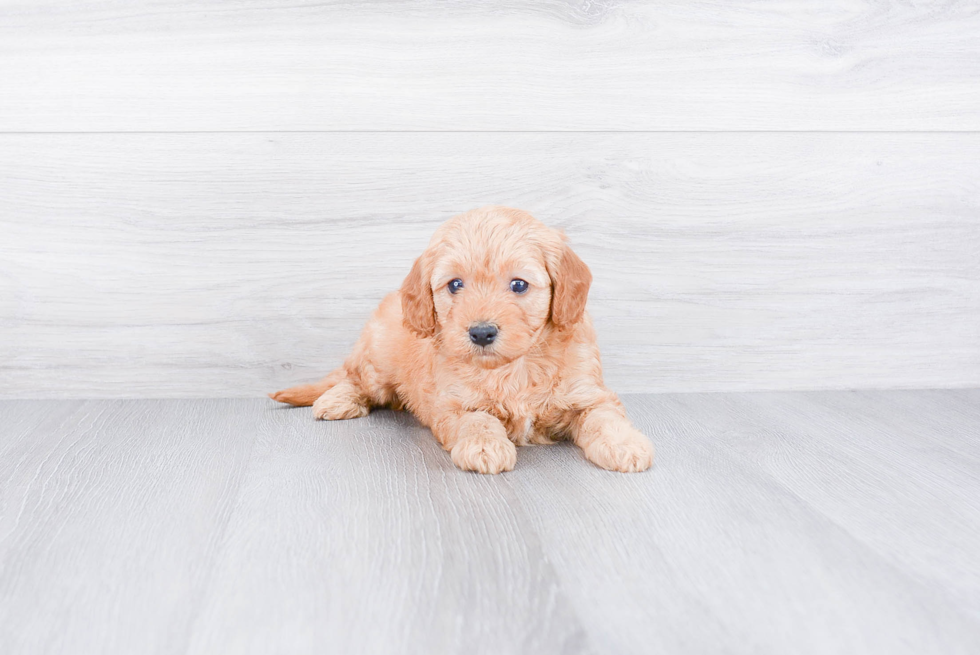 Best Mini Goldendoodle Baby