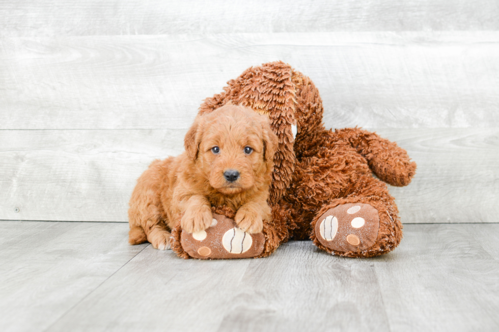 Best Mini Goldendoodle Baby