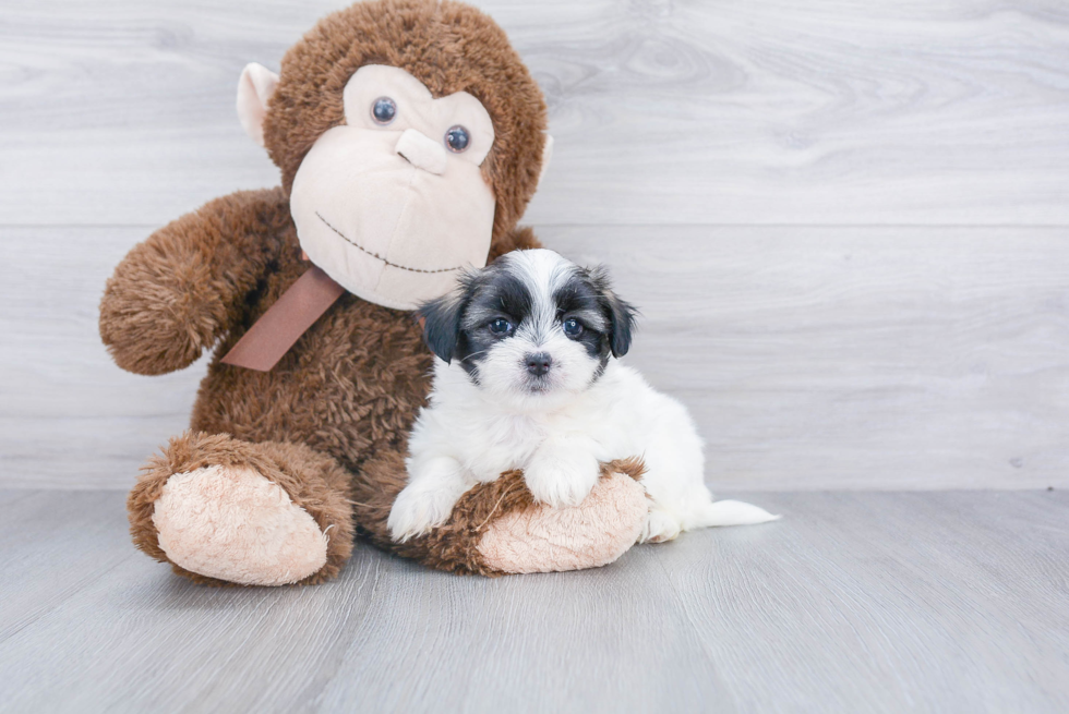 Fluffy Teddy Bear Designer Pup