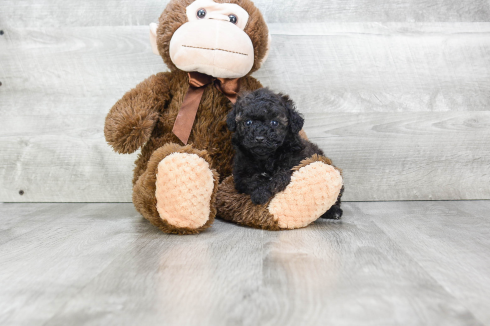 Maltipoo Pup Being Cute