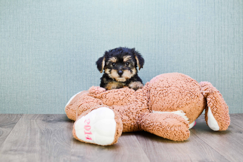 Morkie Puppy for Adoption