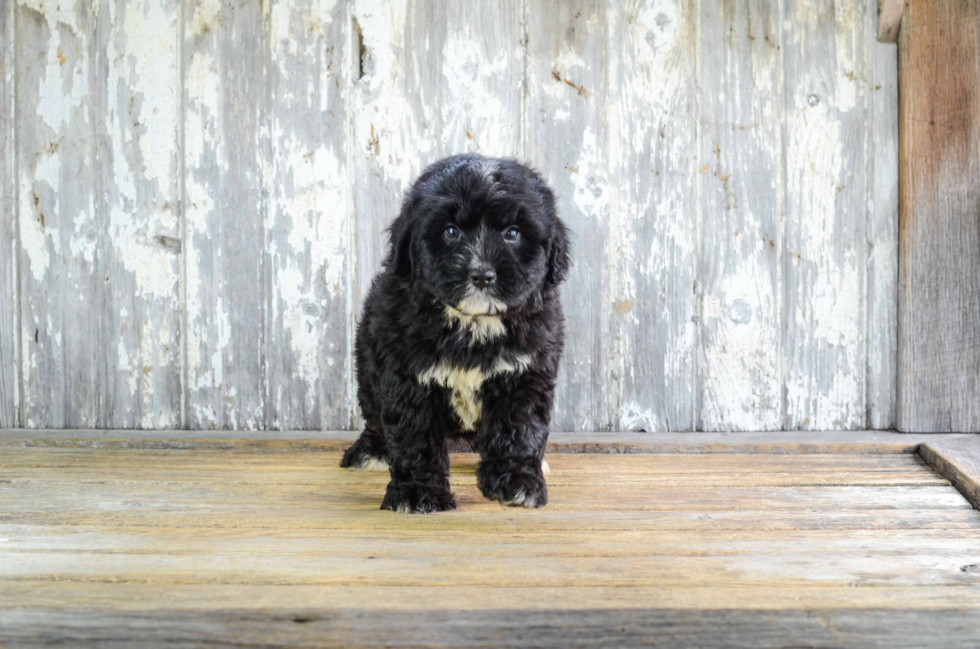 Fluffy Mini Bernedoodle Poodle Mix Pup