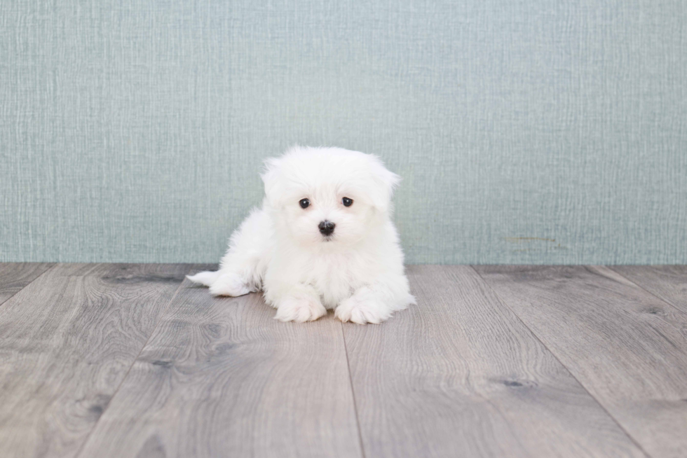 Petite Maltese Purebred Puppy