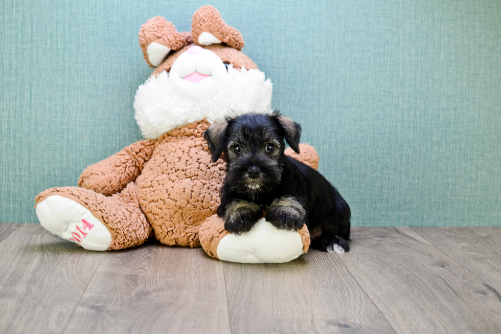 Mini Schnauzer Pup Being Cute