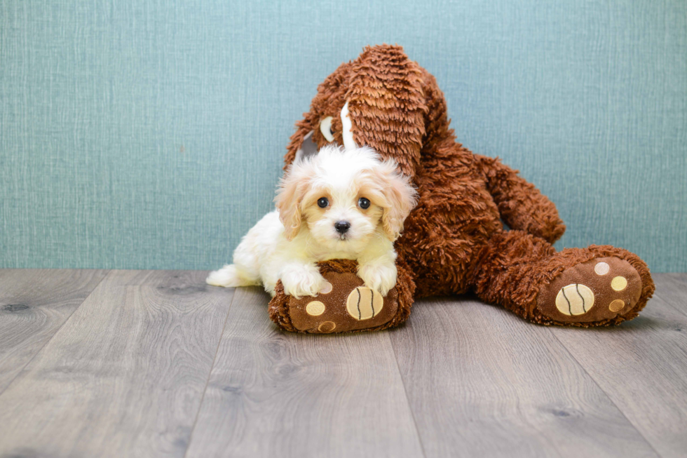 Popular Cavachon Designer Pup