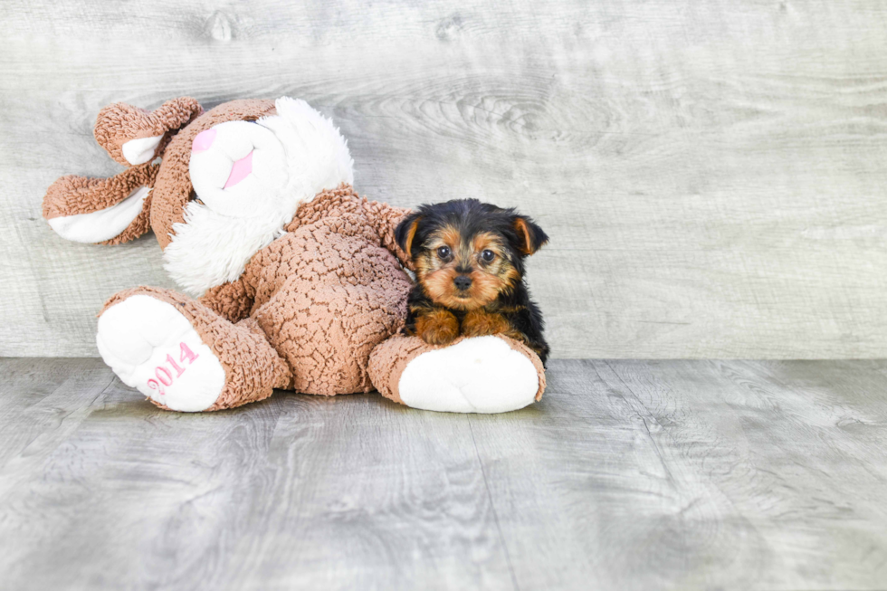 Meet Izzie - our Yorkshire Terrier Puppy Photo 