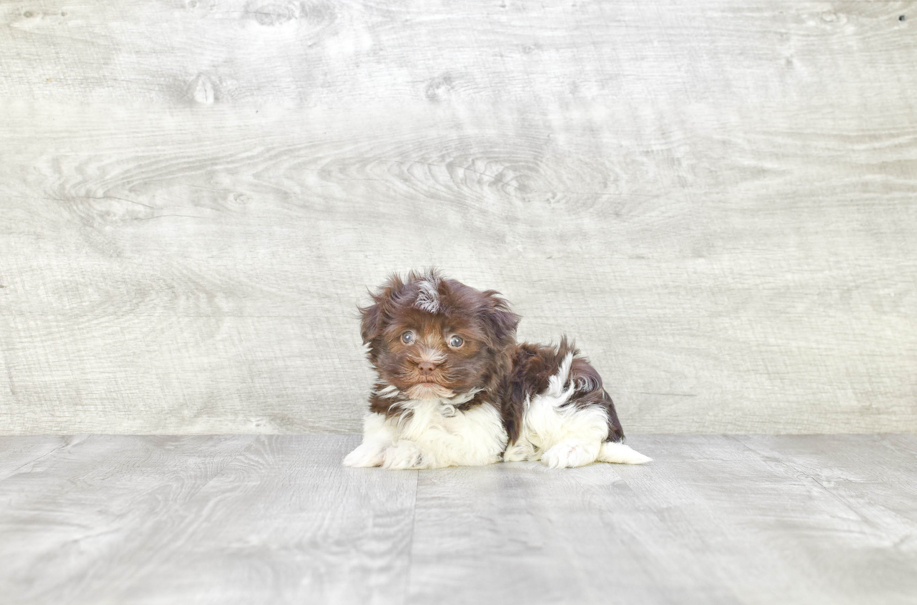 Small Havanese Baby