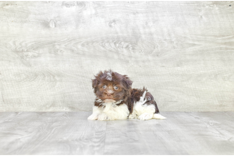 Small Havanese Baby