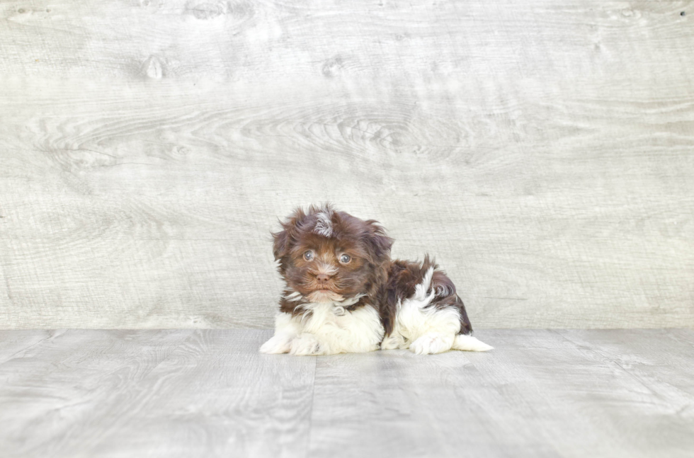 Small Havanese Baby