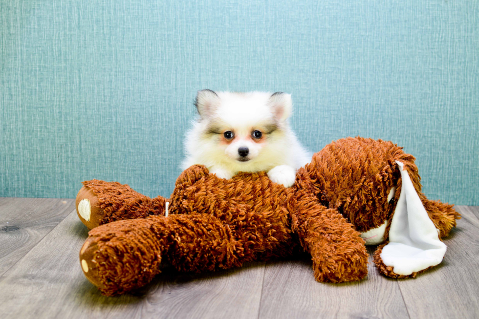 Little Pomeranian Baby