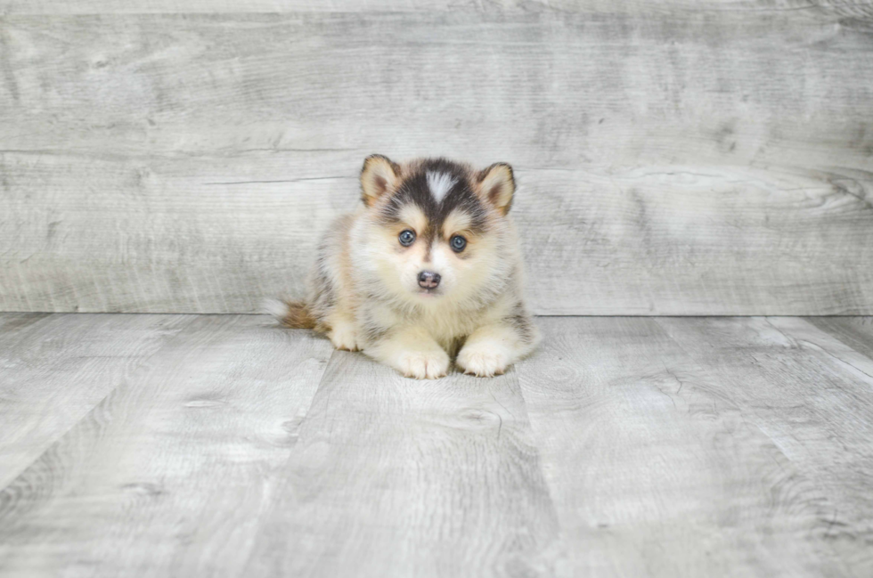 Playful Mini Husky Designer Puppy