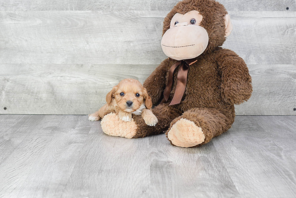 Happy Cavapoo Baby