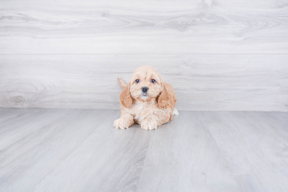 Happy Cockapoo Baby