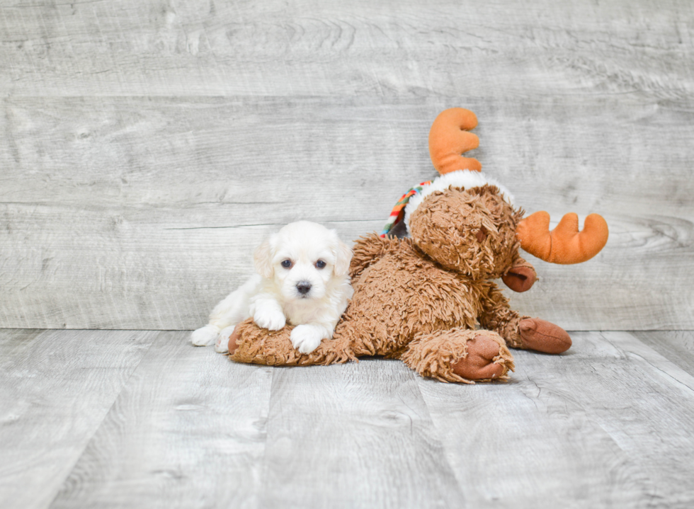 Sweet Maltipoo Baby