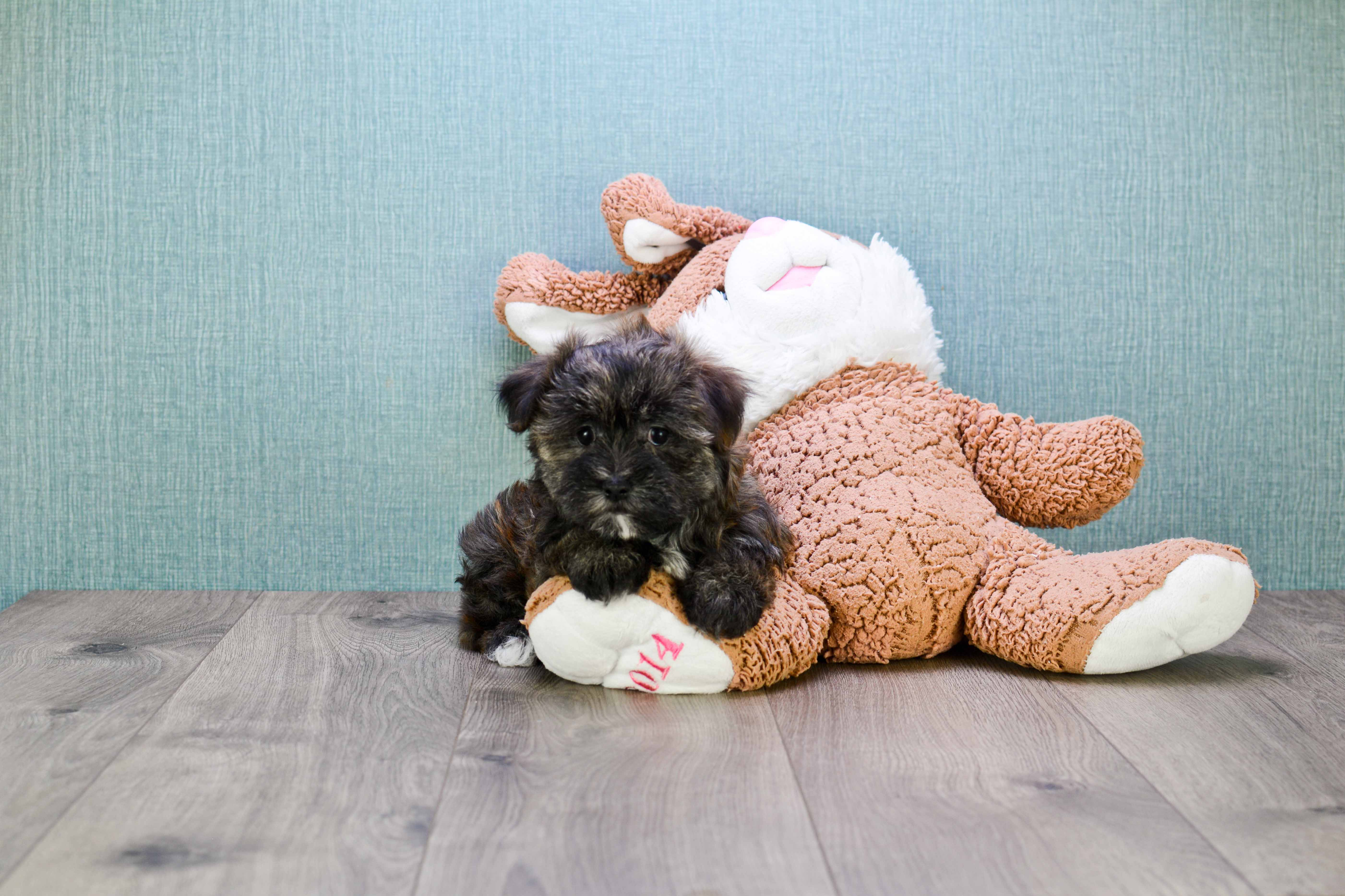 Best Morkie Baby