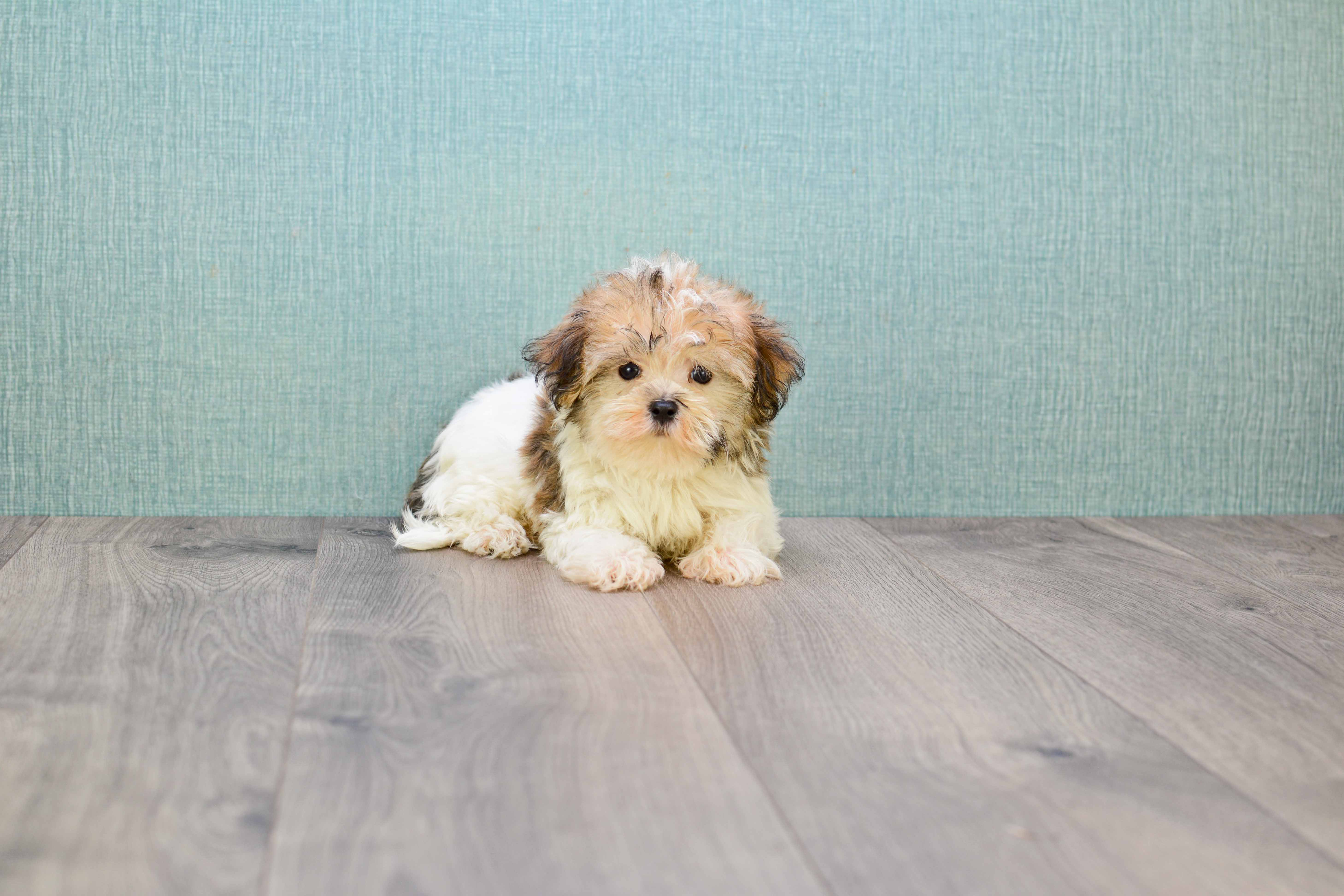 Sweet Morkie Baby