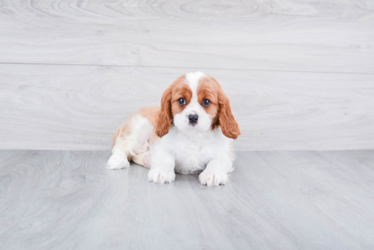 Best Cavalier King Charles Spaniel Baby