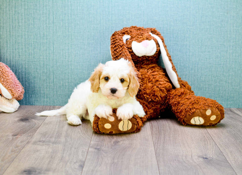 Happy Cavachon Baby