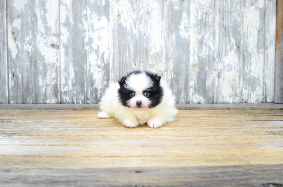 Little Pomeranian Baby