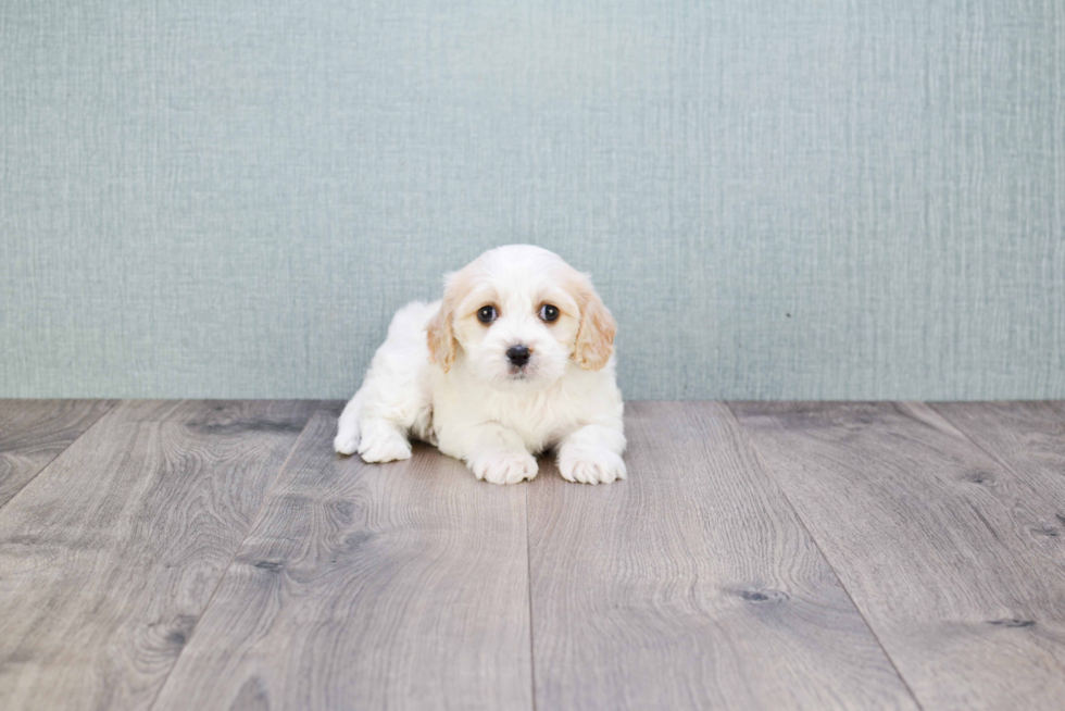 Happy Cavachon Baby