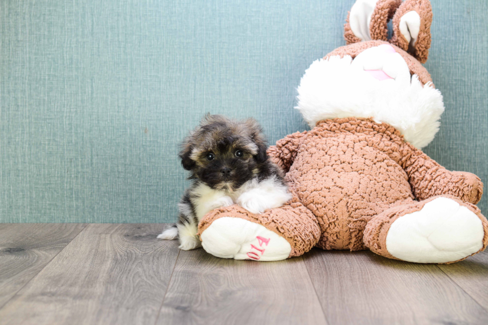 Best Havanese Baby