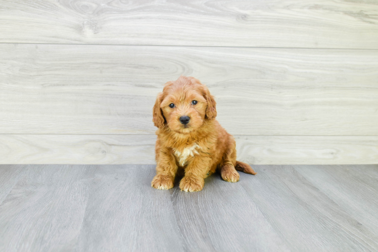 Friendly Mini Goldendoodle Baby