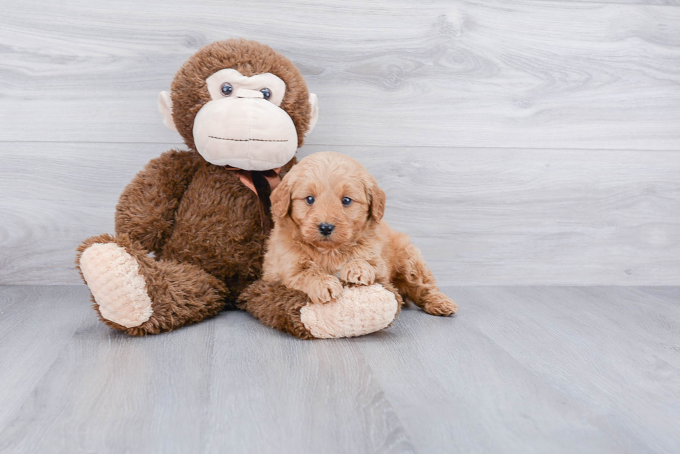 Sweet Mini Goldendoodle Baby