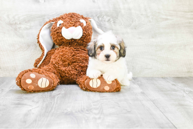 Popular Havanese Purebred Pup