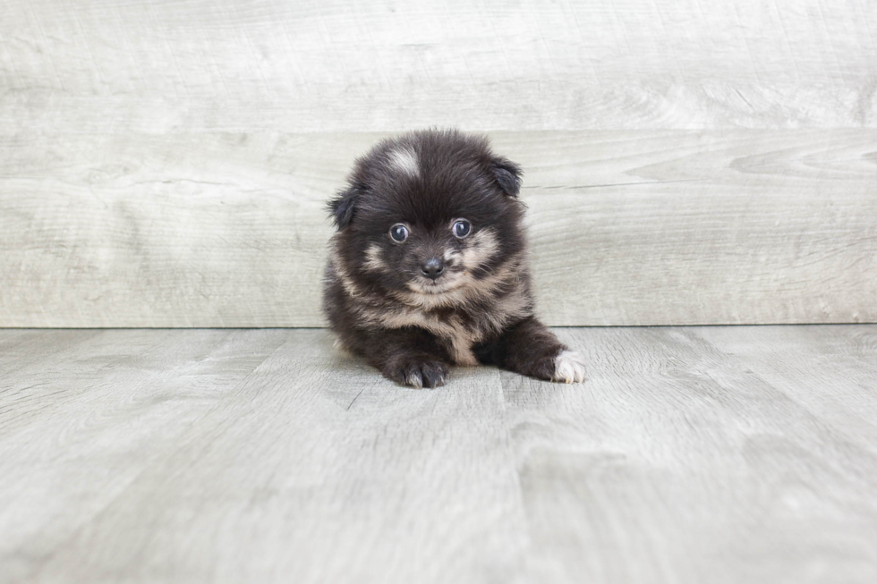 Fluffy Pomeranian Purebred Puppy