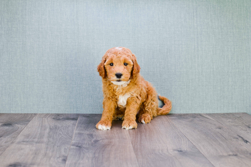 Sweet Mini Goldendoodle Baby