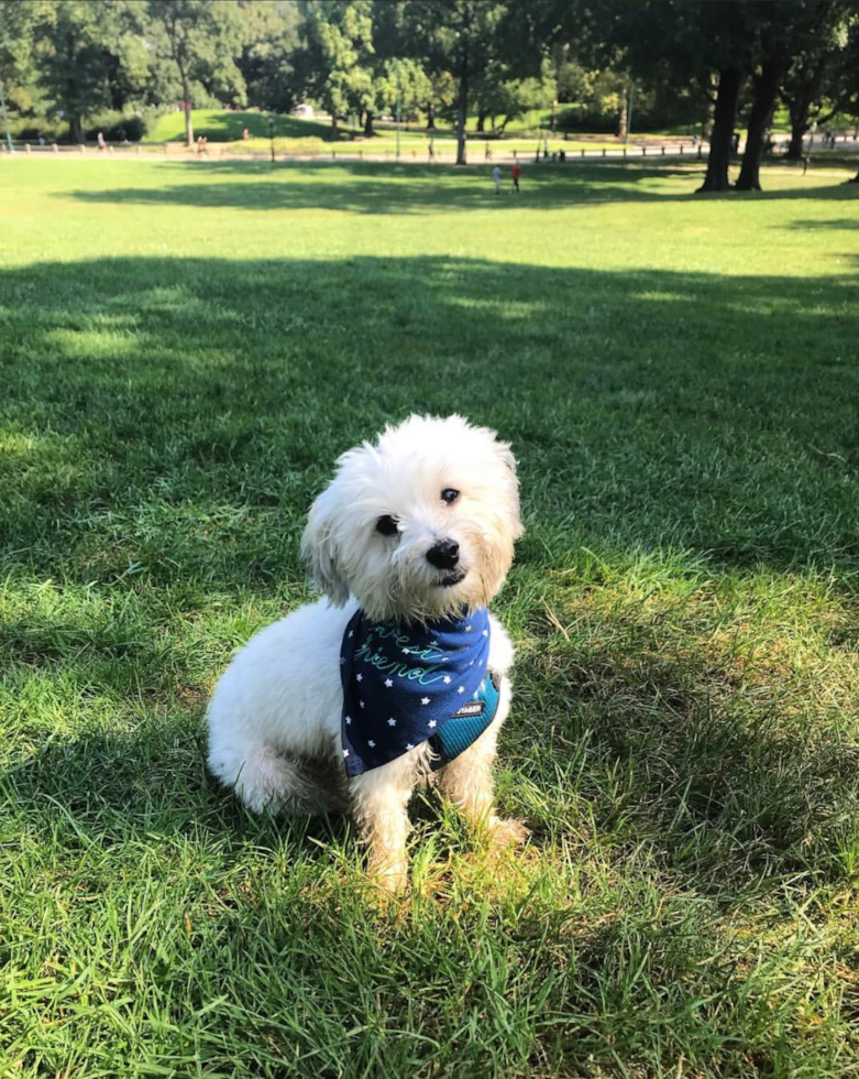 Playful Havanese Pup