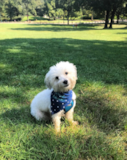 Playful Havanese Pup