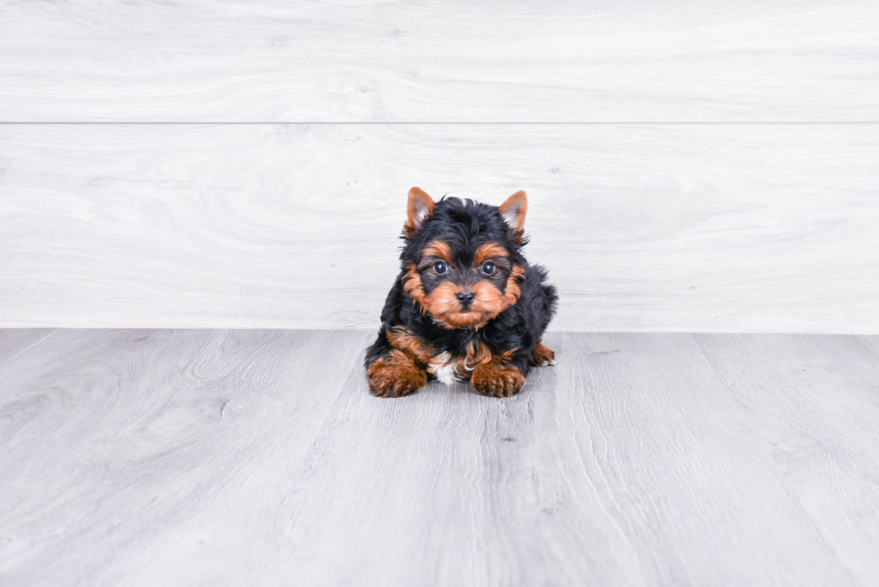 Meet Ronaldo - our Yorkshire Terrier Puppy Photo 