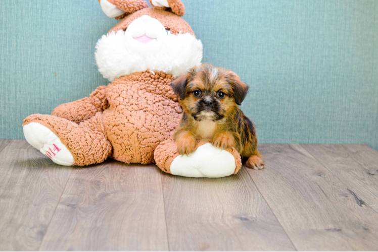 Cute Brussels Griffon Baby