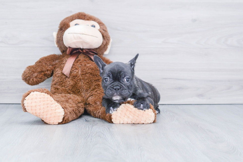 Popular French Bulldog Purebred Pup