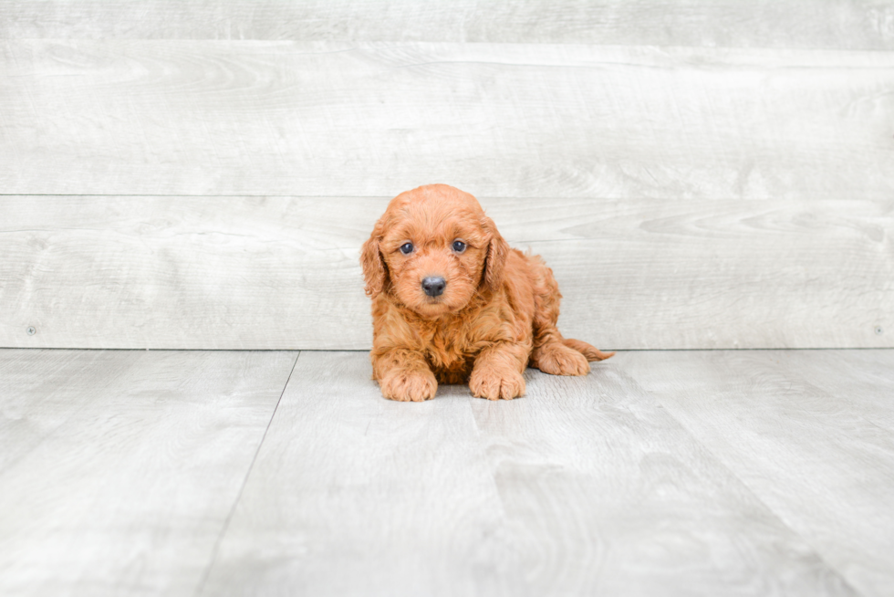 Hypoallergenic Golden Retriever Poodle Mix Puppy