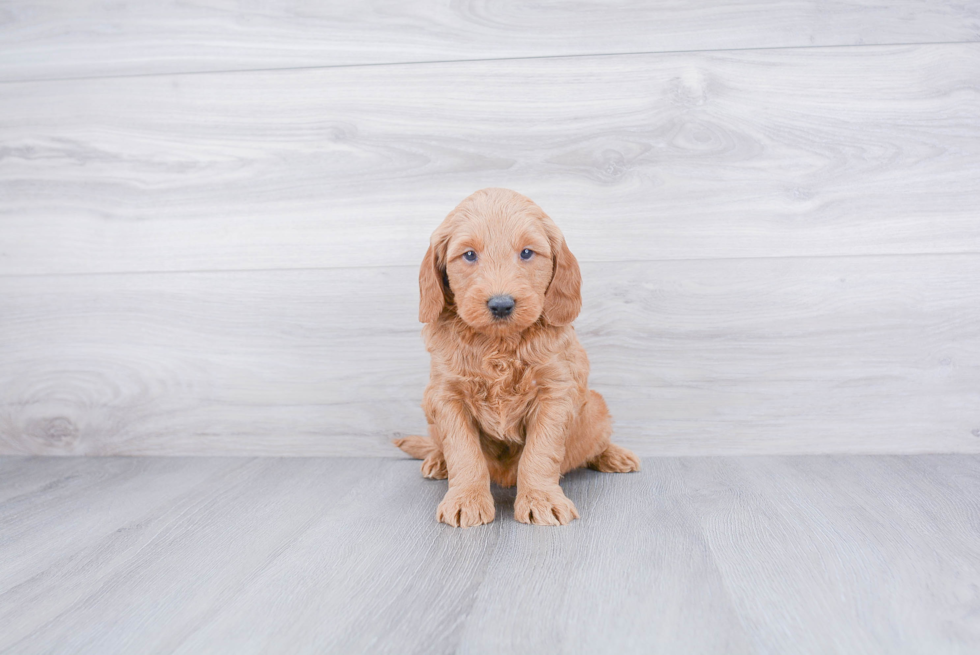 Best Mini Goldendoodle Baby