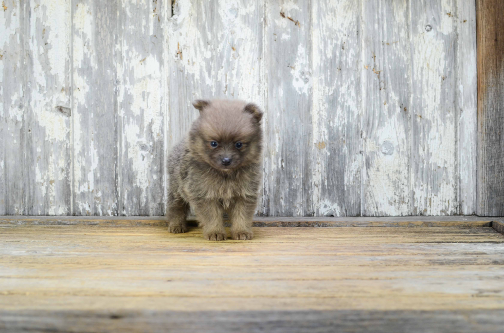 Pomeranian Puppy for Adoption