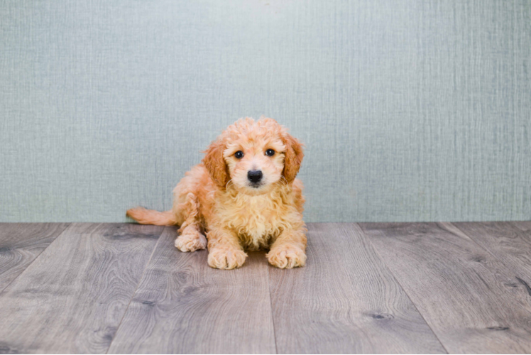 Smart Mini Goldendoodle Poodle Mix Pup