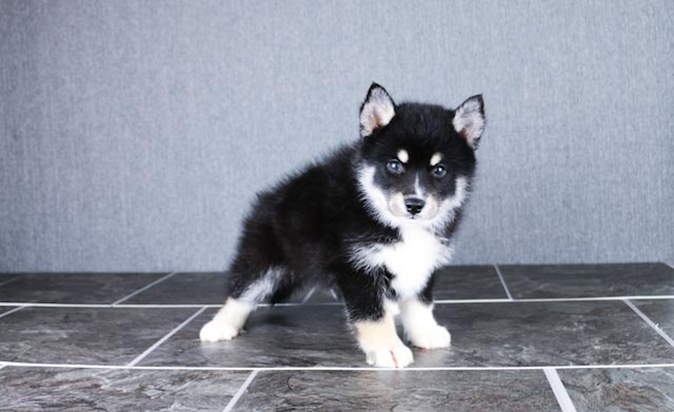 Cute Pomsky Baby