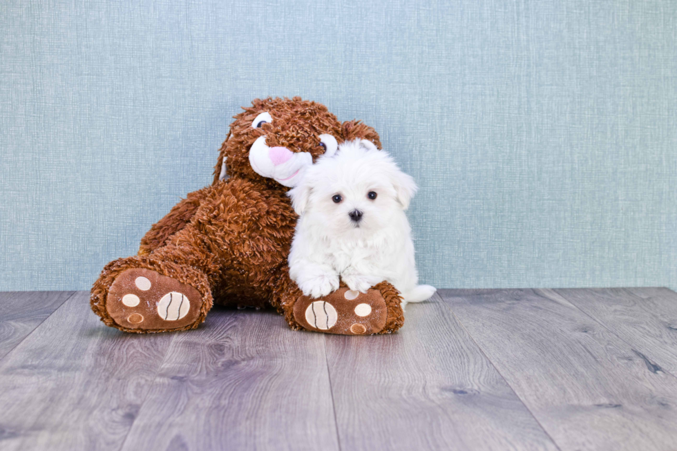 Small Maltese Baby