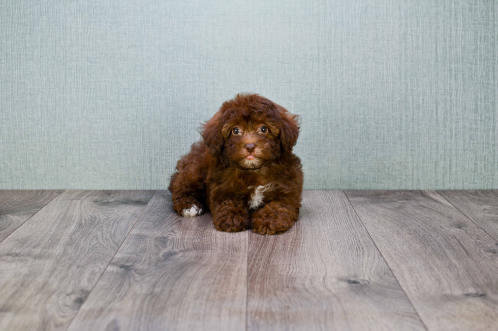 Fluffy Cavapoo Poodle Mix Pup