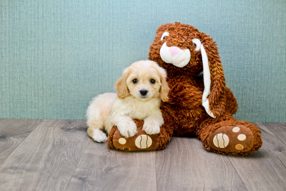 Cavachon Pup Being Cute