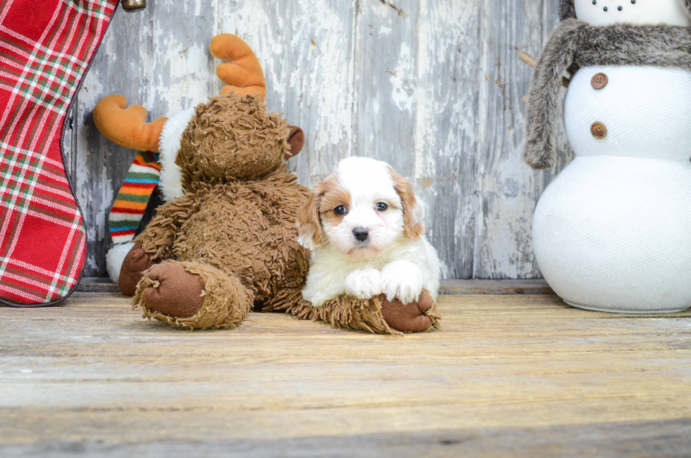 Smart Cavapoo Poodle Mix Pup