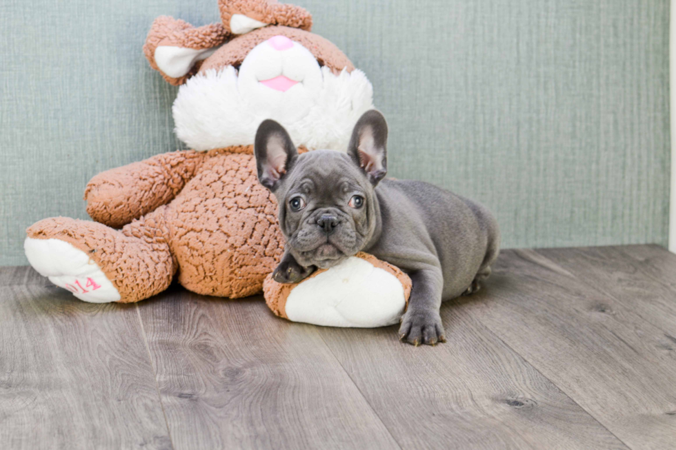 Best French Bulldog Baby